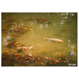 POST CARD BUNDLE - NATURES INSPIRATIONS