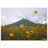 POST CARD BUNDLE - NATURES INSPIRATIONS